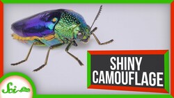 These Beetles Are Bright and Shiny… For Camouflage Instructional Video