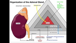 Organization of the Adrenal Glands & Histology Instructional Video