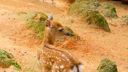 Wildlife scene. Beautiful young fallow whitetail deer, wild mammal animal in forest surrounding. Spotted, Chitals, Cheetal, Axis, Cervus nippon or Japanese deer grazing in natural habitat in the sun. Stock Footage