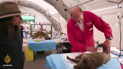 Australia's Wildlife Emergency | 101 East News Clip