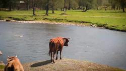 Antibiotic Resistance: What Can You Do? Instructional Video