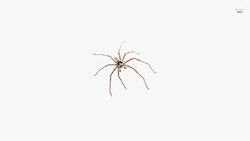 Clock Spider: What Is The The Legend Surrounding This Giant Spider Species? Instructional Video