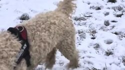 CLEAN : Snowy scenes in Wimbledon after London's first snow of the year News Clip