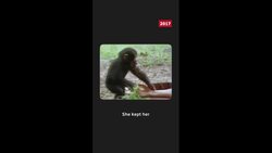 Throwback: Jane Goodall’s most cherished memory News Clip