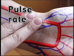 Monitoring the Cardiovascular System Instructional Video