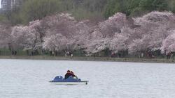 Determined DC tourists gaze at cherry blossoms Instructional Video