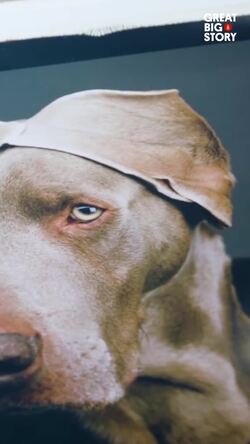 William wegman, the art of weimaraners Instructional Video