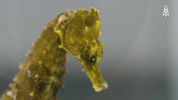 Secret Life of the Lined Seahorse, Survival and Conservation Instructional Video