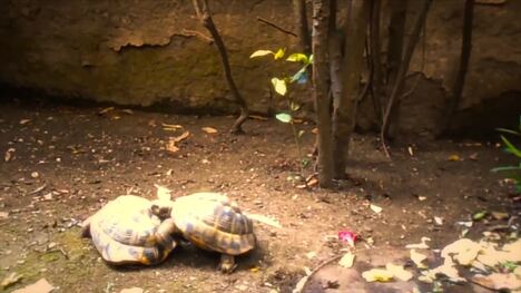 Turtle Mating and Maturity