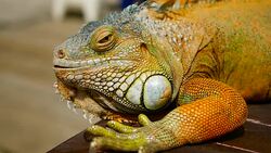 Sleeping dragon. Close-up portrait of a resting vibrant Lizard. Selective focus. Green Iguanas are native to tropical areas of Mexico, Central America, South America, and the Caribbean Stock Footage