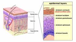 Barrier Surfaces of the Innate Immune System Instructional Video