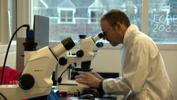 New research finds high concentrations of DDT in some New Brunswick brook trout Instructional Video