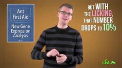 These Ant Paramedics Save Their Injured Comrades Instructional Video