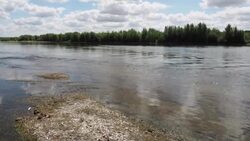 CLEAN : France: Loire river invaded by corbicula, a mollusc from Asia News Clip