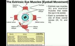 Anatomy | The Extrinsic Eye Muscles [Functions & Innervation] Instructional Video