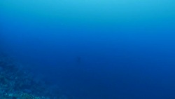 Scalloped Hammerhead shark swimming at deep sea reef Stock Footage