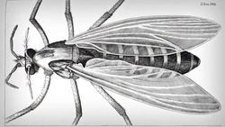 Robert Hooke Instructional Video
