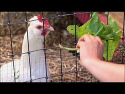 Raising Backyard Chickens - Greens for your Chickens Instructional Video