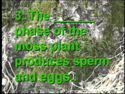 Plant Reproduction: Video Quiz Instructional Video
