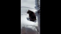 Boo the grizzly emerges from hibernation News Clip