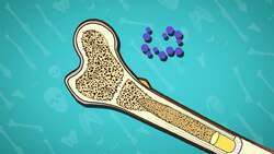 I WONDER - What Are The Different Parts Of Bones? Instructional Video