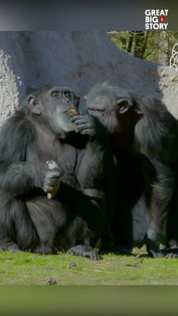Chimp Haven, a sanctuary for retired research chimps Instructional Video