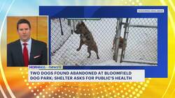 2 dogs found abandoned at Bloomfield park, shelter seeking info Instructional Video