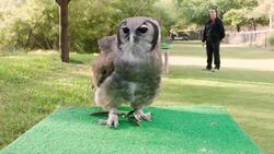 Meet the Largest Species of Owl in Africa, the Verreaux Eagle Owl Instructional Video
