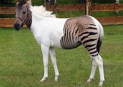 Hybridisation Instructional Video