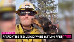 One Good Thing: Firefighters Rescue Dog While Battling Fires News Clip