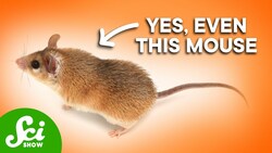 5 Animals That Have Bone Skin Instructional Video