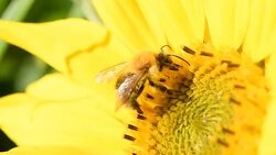 Bee foraging on a sunflower. Macro slow motion close up clip. Stock Footage