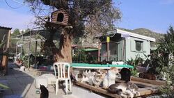 CLEAN : Cyprus cats out in the cold as pandemic bites News Clip