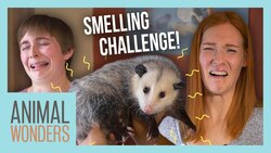 Guess That Animal By Smell Challenge! Instructional Video