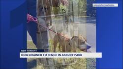 SPCA seeks information about dog found chained to fence in Asbury Park News Clip
