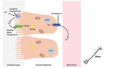 Iron Absorption, Transport, Metabolism and Regulation - Biochemistry Lesson Instructional Video