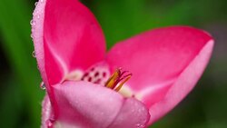 Pink Tigridia pavonia flower after rain Stock Footage