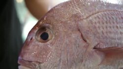 How to Buy Fresh Fish Instructional Video