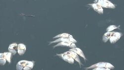 East Rockaway restaurants, customers decry smell up washed-up dead fish News Clip