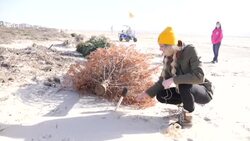 CLEAN : Texas town uses Christmas trees to rebuild storm-ravaged dunes News Clip