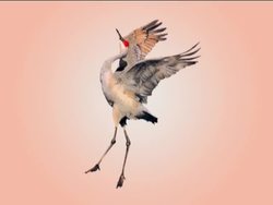 Understanding Animal Behavior Instructional Video