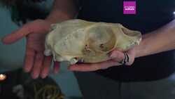 Greenland’s Inuit are reclaiming their spiritual heritage after centuries of suppression News Clip