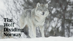 Devastation and Celebration as the Norwegian Wolf Hunt Begins Instructional Video