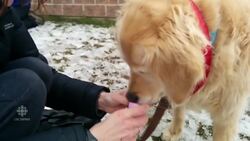 Easter egg hunt goes to the dogs News Clip