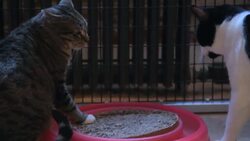Do Cats Get Along with Other Pets? Instructional Video