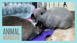 Rabbits Meet! | Will They Be Friends? Instructional Video