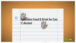 3 Things Your Cat Should Not Be Doing Instructional Video