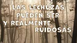 I WONDER - How Loud Are Owls Sound? Me Pregunto - Qué Tan Fuerte Son Los Sonidos De Las Lechuzas? Instructional Video