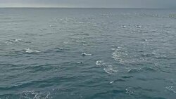 Dolphins swimming in ocean Stock Footage