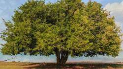 The Delightful Tamarind: A Culinary Journey Instructional Video